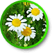 chamomile