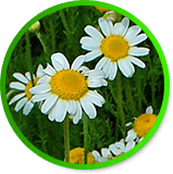 chamomile