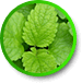 Lemon Balm Extract 4:1
