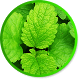 Lemon Balm Extract 4:1
