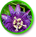 Passion Flower Powder 