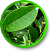 L-Theanine