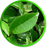 L-Theanine